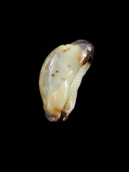 Purpuradusta gracilis macula N&R 23,1 mm Gem-17379