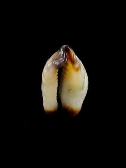 Purpuradusta gracilis macula N&R 23,1 mm Gem-17385