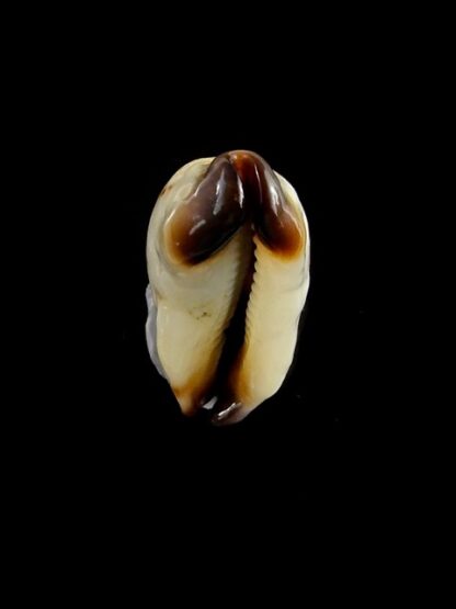 Purpuradusta gracilis macula N&R 23,1 mm Gem-17380