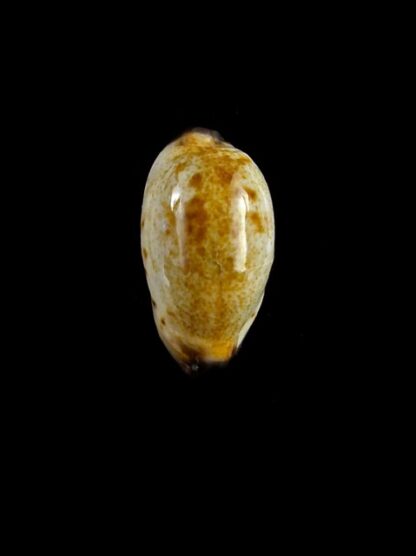 Purpuradusta gracilis macula N&R 21,6 mm Gem-17386