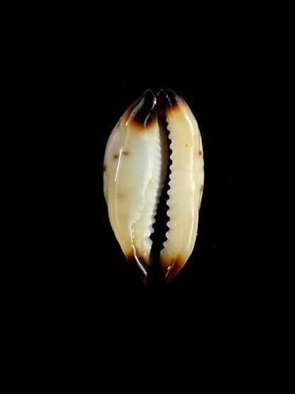 Purpuradusta gracilis macula N&R 21,6 mm Gem-17372
