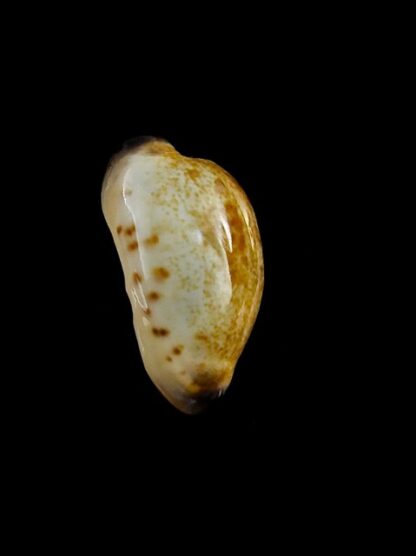 Purpuradusta gracilis macula N&R 21,6 mm Gem-17370