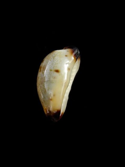 Purpuradusta gracilis macula N&R 21,6 mm Gem-17368