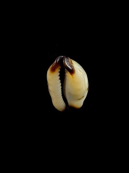 Purpuradusta gracilis macula N&R 21,6 mm Gem-17367