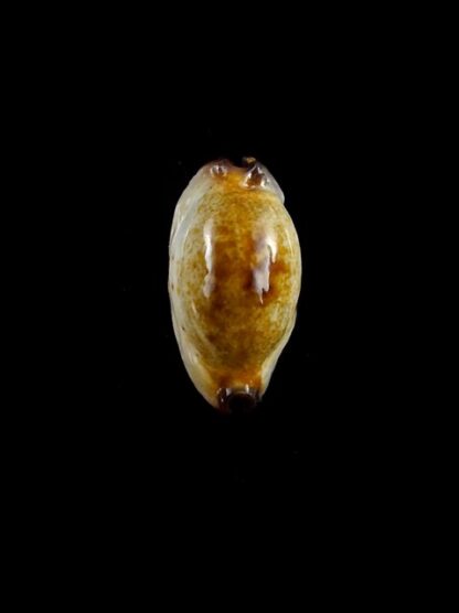 Purpuradusta gracilis macula N&R 20,8 mm Gem-17354