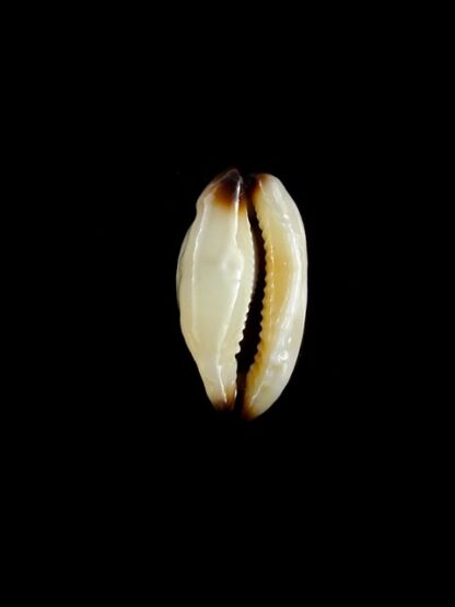 Purpuradusta gracilis macula N&R 20,8 mm Gem-17355