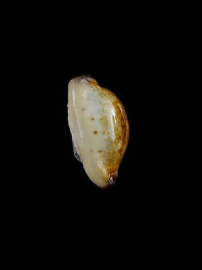 Purpuradusta gracilis macula N&R 20,8 mm Gem-17353