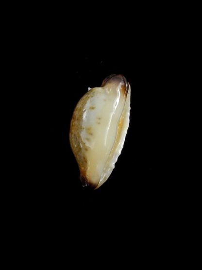 Purpuradusta gracilis macula N&R 20,8 mm Gem-17358