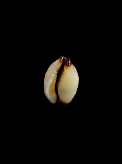 Purpuradusta gracilis macula N&R 20,8 mm Gem-17356