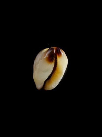 Purpuradusta gracilis macula N&R 20,8 mm Gem-17357