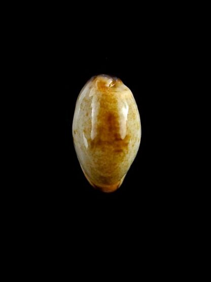 Purpuradusta gracilis macula N&R 20,5 mm Gem-17339