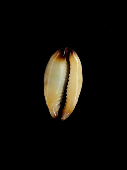 Purpuradusta gracilis macula N&R 20,5 mm Gem-17343