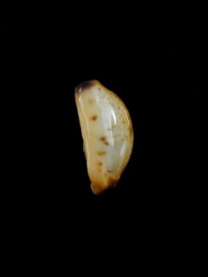 Purpuradusta gracilis macula N&R 20,5 mm Gem-17340