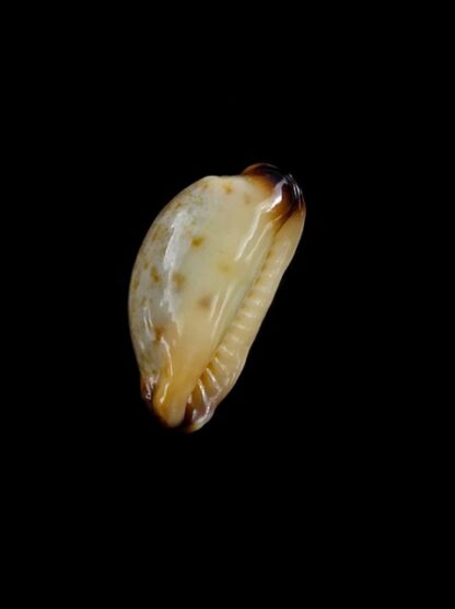 Purpuradusta gracilis macula N&R 20,5 mm Gem-17342