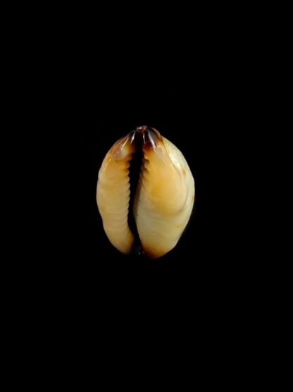 Purpuradusta gracilis macula N&R 20,5 mm Gem-17341