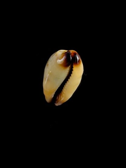 Purpuradusta gracilis macula N&R 20,5 mm Gem-17344