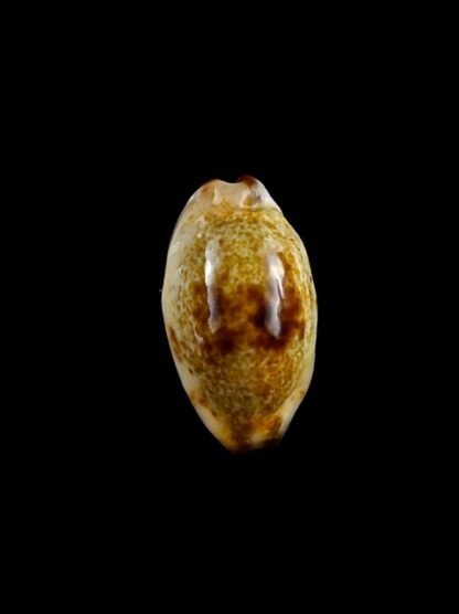 Purpuradusta gracilis macula N&R 20,4 mm Gem-17326