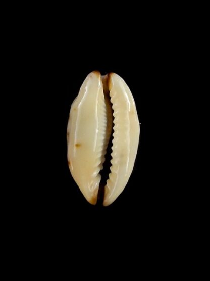 Purpuradusta gracilis macula N&R 20,4 mm Gem-17325