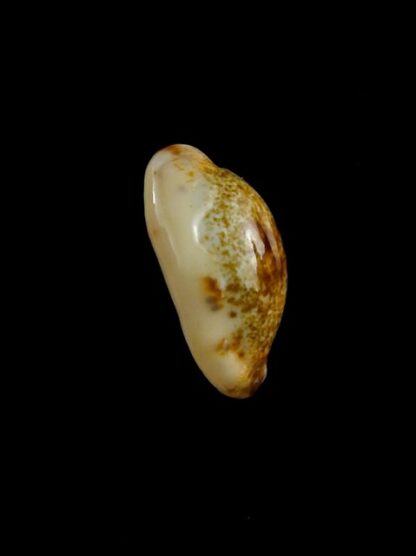 Purpuradusta gracilis macula N&R 20,4 mm Gem-17329