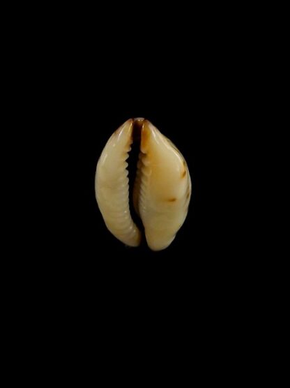 Purpuradusta gracilis macula N&R 20,4 mm Gem-17327