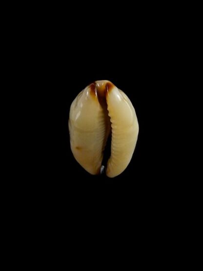 Purpuradusta gracilis macula N&R 20,4 mm Gem-17330