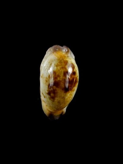 Purpuradusta gracilis macula N&R 19,8 mm Gem-17311