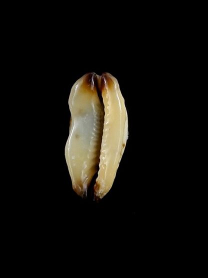 Purpuradusta gracilis macula N&R 19,8 mm Gem-17315