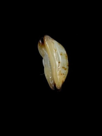 Purpuradusta gracilis macula N&R 19,8 mm Gem-17312