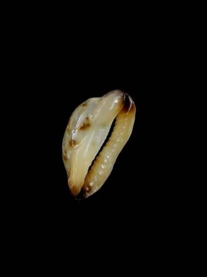 Purpuradusta gracilis macula N&R 19,8 mm Gem-17314