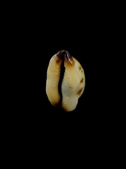 Purpuradusta gracilis macula N&R 19,8 mm Gem-17313
