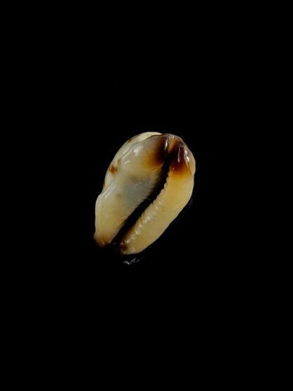 Purpuradusta gracilis macula N&R 19,8 mm Gem-17316