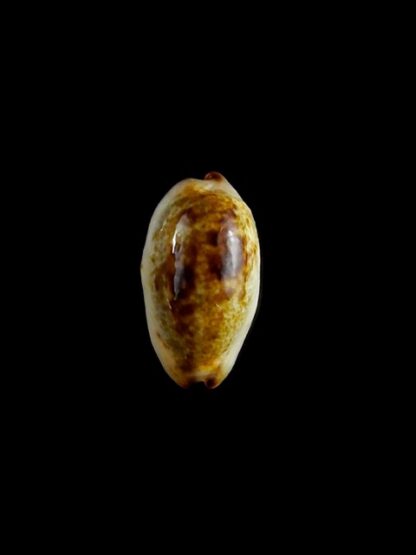 Purpuradusta gracilis macula N&R 18 mm Gem-17287