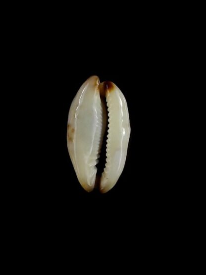 Purpuradusta gracilis macula N&R 18 mm Gem-17286