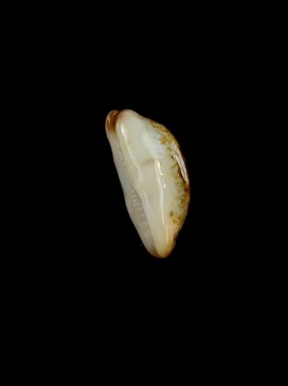 Purpuradusta gracilis macula N&R 18 mm Gem-17283