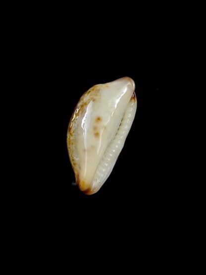 Purpuradusta gracilis macula N&R 18 mm Gem-17289