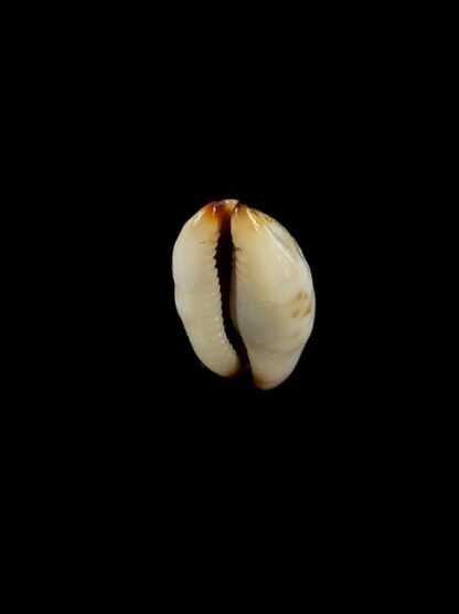 Purpuradusta gracilis macula N&R 18 mm Gem-17288