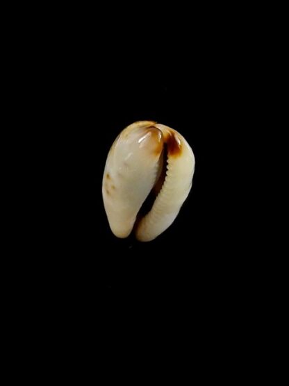 Purpuradusta gracilis macula N&R 18 mm Gem-17285