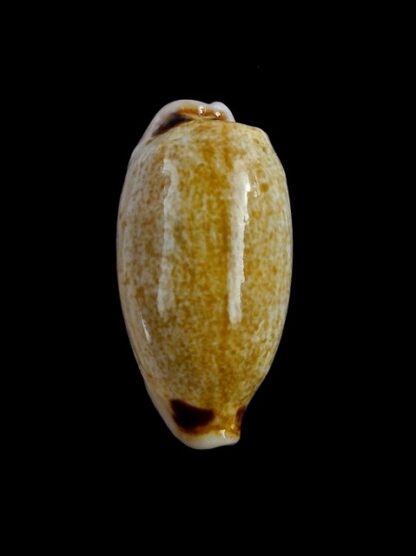 Eclogavena quadrimaculata thielei N&R 28,1 mm Gem-17678