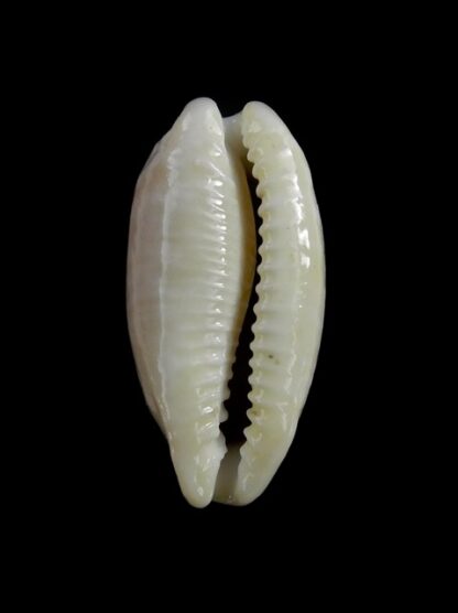 Eclogavena quadrimaculata thielei N&R 28,1 mm Gem-17677