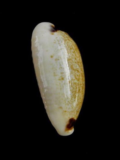 Eclogavena quadrimaculata thielei N&R 28,1 mm Gem-17680