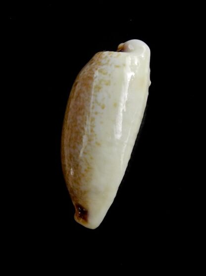 Eclogavena quadrimaculata thielei N&R 28,1 mm Gem-17676
