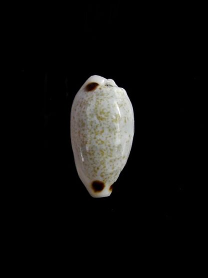 Cypraea quadrimaculata f. thielei. ...VERY SMALL SIZE... 15,9 mm F+++/Gem-17670