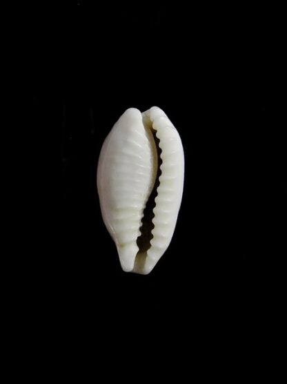 Cypraea quadrimaculata f. thielei. ...VERY SMALL SIZE... 15,9 mm F+++/Gem-17667