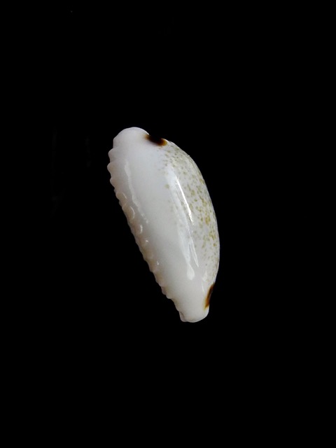 Cypraea quadrimaculata f. thielei. ...VERY SMALL SIZE... 15,9 mm F ...