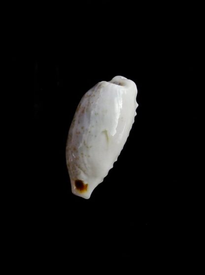 Cypraea quadrimaculata f. thielei. ...VERY SMALL SIZE... 15,9 mm F+++/Gem-17666