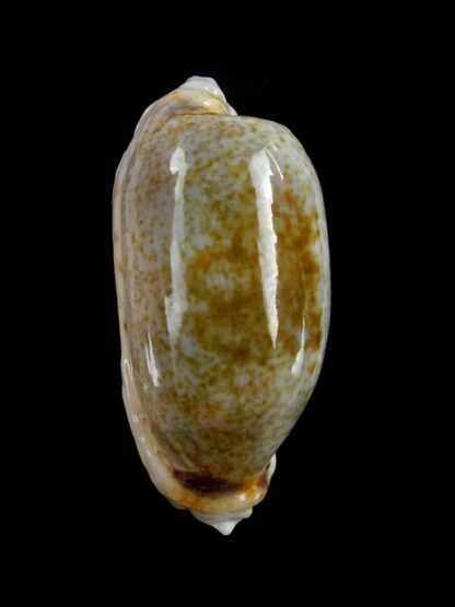 Erronea cylindrica lenella N&R 34,3 mm Gem-17695