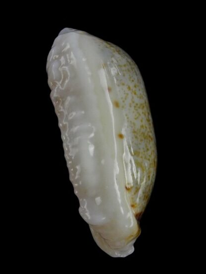 Erronea cylindrica lenella N&R 34,3 mm Gem-17693