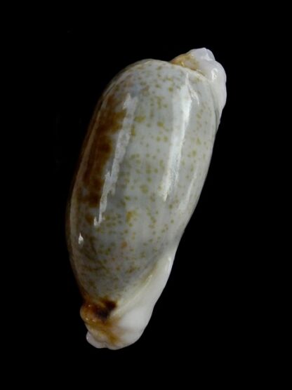 Erronea cylindrica lenella N&R 34,3 mm Gem-17691