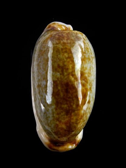 Erronea cylindrica lenella N&R 31,7 mm Gem-17681