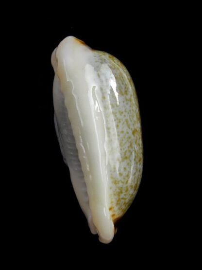 Erronea cylindrica lenella N&R 31,7 mm Gem-17682